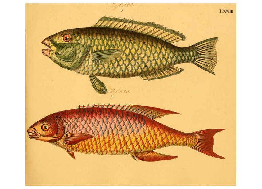 Reproducción/Reproduction 6059216800: Naturgeschichte in Bildern : mit erläuterndem Text / Von Professor Dr. Strack. Lief. 4. (Heft 33-56). Fische. Düsseldorf :Arnz & Co.,[1819-1826] 