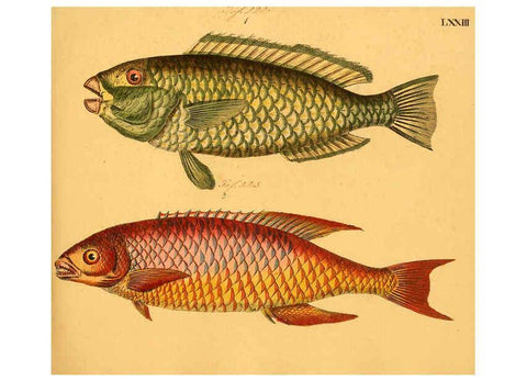 Reproducción/Reproduction 6059216800: Naturgeschichte in Bildern : mit erläuterndem Text / Von Professor Dr. Strack. Lief. 4. (Heft 33-56). Fische. Düsseldorf :Arnz & Co.,[1819-1826] 