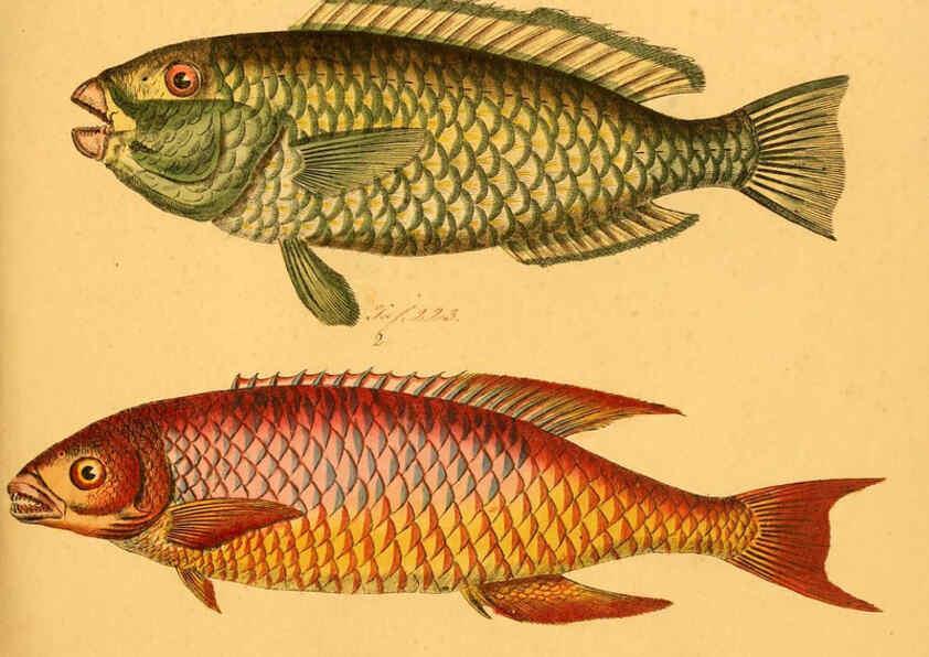 Reproducción/Reproduction 6059216800: Naturgeschichte in Bildern : mit erläuterndem Text / Von Professor Dr. Strack. Lief. 4. (Heft 33-56). Fische. Düsseldorf :Arnz & Co.,[1819-1826] 