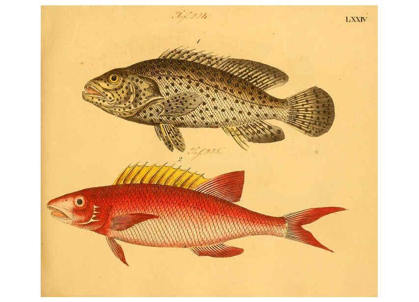 Reproducción/Reproduction 6058669571: Naturgeschichte in Bildern : mit erläuterndem Text / Von Professor Dr. Strack. Lief. 4. (Heft 33-56). Fische. Düsseldorf :Arnz & Co.,[1819-1826] 