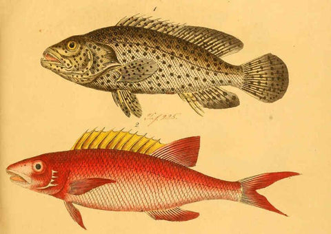 Reproducción/Reproduction 6058669571: Naturgeschichte in Bildern : mit erläuterndem Text / Von Professor Dr. Strack. Lief. 4. (Heft 33-56). Fische. Düsseldorf :Arnz & Co.,[1819-1826] 
