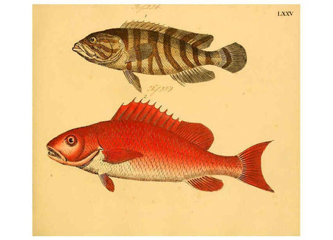 Reproducción/Reproduction 6059217124: Naturgeschichte in Bildern : mit erläuterndem Text / Von Professor Dr. Strack. Lief. 4. (Heft 33-56). Fische. Düsseldorf :Arnz & Co.,[1819-1826] 