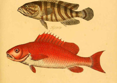 Reproducción/Reproduction 6059217124: Naturgeschichte in Bildern : mit erläuterndem Text / Von Professor Dr. Strack. Lief. 4. (Heft 33-56). Fische. Düsseldorf :Arnz & Co.,[1819-1826] 