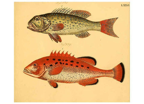 Reproducción/Reproduction 6058670057: Naturgeschichte in Bildern : mit erläuterndem Text / Von Professor Dr. Strack. Lief. 4. (Heft 33-56). Fische. Düsseldorf :Arnz & Co.,[1819-1826] 
