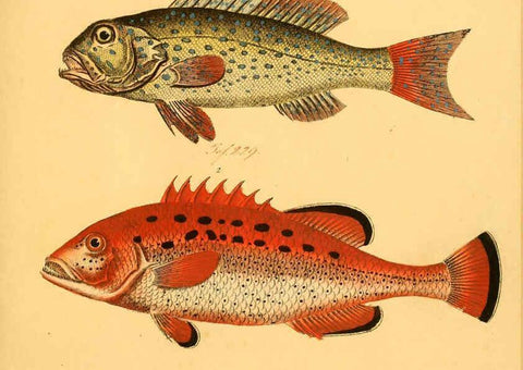 Reproducción/Reproduction 6058670057: Naturgeschichte in Bildern : mit erläuterndem Text / Von Professor Dr. Strack. Lief. 4. (Heft 33-56). Fische. Düsseldorf :Arnz & Co.,[1819-1826] 