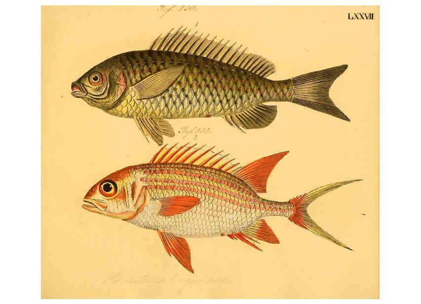 Reproducción/Reproduction 6058670209: Naturgeschichte in Bildern : mit erläuterndem Text / Von Professor Dr. Strack. Lief. 4. (Heft 33-56). Fische. Düsseldorf :Arnz & Co.,[1819-1826] 