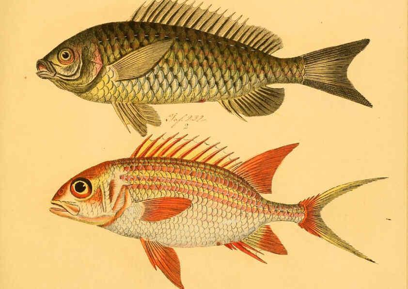 Reproducción/Reproduction 6058670209: Naturgeschichte in Bildern : mit erläuterndem Text / Von Professor Dr. Strack. Lief. 4. (Heft 33-56). Fische. Düsseldorf :Arnz & Co.,[1819-1826] 