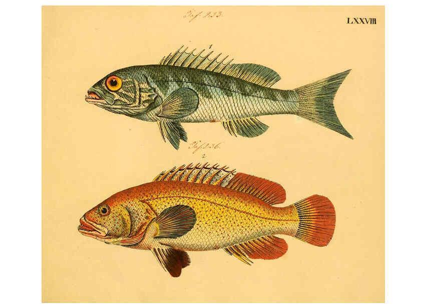 Reproducción/Reproduction 6058670355: Naturgeschichte in Bildern : mit erläuterndem Text / Von Professor Dr. Strack. Lief. 4. (Heft 33-56). Fische. Düsseldorf :Arnz & Co.,[1819-1826] 