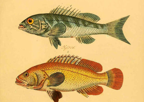 Reproducción/Reproduction 6058670355: Naturgeschichte in Bildern : mit erläuterndem Text / Von Professor Dr. Strack. Lief. 4. (Heft 33-56). Fische. Düsseldorf :Arnz & Co.,[1819-1826] 