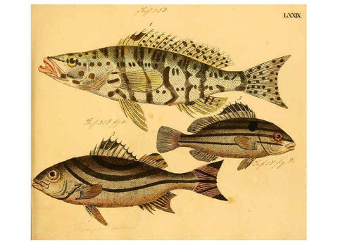 Reproducción/Reproduction 6059217954: Naturgeschichte in Bildern : mit erläuterndem Text / Von Professor Dr. Strack. Lief. 4. (Heft 33-56). Fische. Düsseldorf :Arnz & Co.,[1819-1826] 