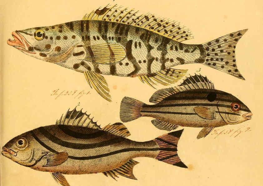 Reproducción/Reproduction 6059217954: Naturgeschichte in Bildern : mit erläuterndem Text / Von Professor Dr. Strack. Lief. 4. (Heft 33-56). Fische. Düsseldorf :Arnz & Co.,[1819-1826] 