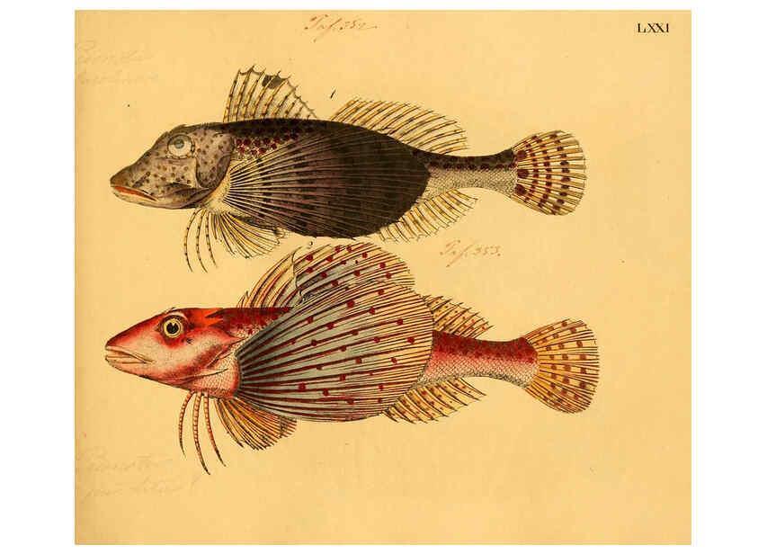 Reproducción/Reproduction 6058669039: Naturgeschichte in Bildern : mit erläuterndem Text / Von Professor Dr. Strack. Lief. 4. (Heft 33-56). Fische. Düsseldorf :Arnz & Co.,[1819-1826] 