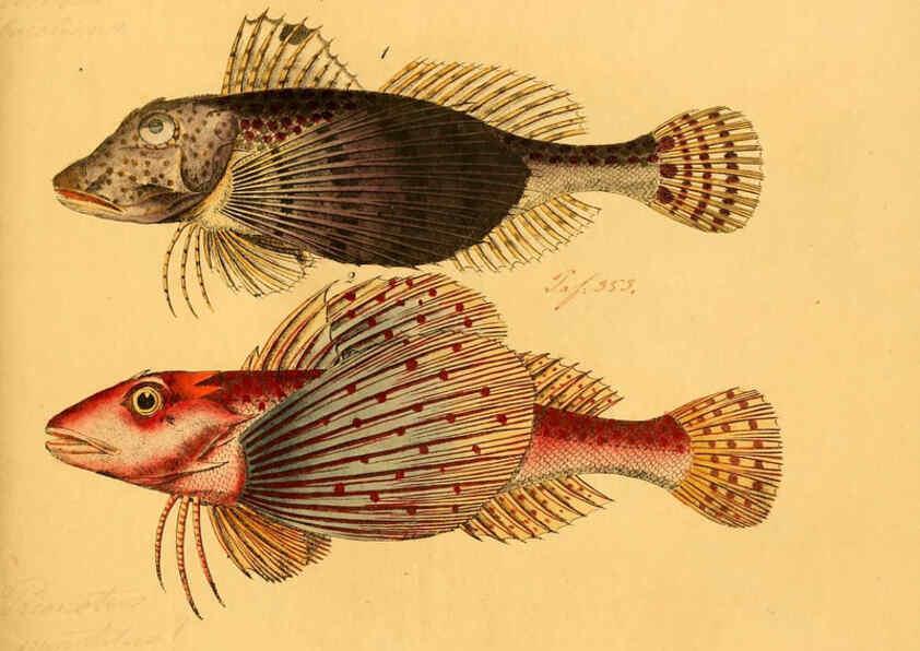 Reproducción/Reproduction 6058669039: Naturgeschichte in Bildern : mit erläuterndem Text / Von Professor Dr. Strack. Lief. 4. (Heft 33-56). Fische. Düsseldorf :Arnz & Co.,[1819-1826] 