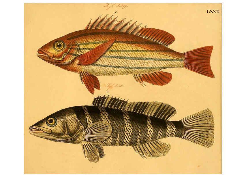 Reproducción/Reproduction 6059218148: Naturgeschichte in Bildern : mit erläuterndem Text / Von Professor Dr. Strack. Lief. 4. (Heft 33-56). Fische. Düsseldorf :Arnz & Co.,[1819-1826] 