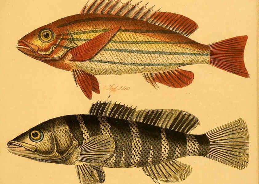 Reproducción/Reproduction 6059218148: Naturgeschichte in Bildern : mit erläuterndem Text / Von Professor Dr. Strack. Lief. 4. (Heft 33-56). Fische. Düsseldorf :Arnz & Co.,[1819-1826] 