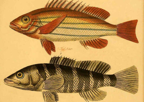 Reproducción/Reproduction 6059218148: Naturgeschichte in Bildern : mit erläuterndem Text / Von Professor Dr. Strack. Lief. 4. (Heft 33-56). Fische. Düsseldorf :Arnz & Co.,[1819-1826] 