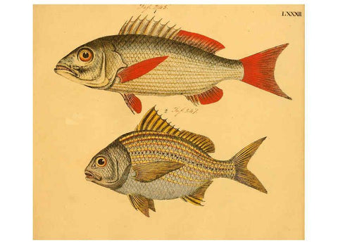 Reproducción/Reproduction 6059218658: Naturgeschichte in Bildern : mit erläuterndem Text / Von Professor Dr. Strack. Lief. 4. (Heft 33-56). Fische. Düsseldorf :Arnz & Co.,[1819-1826] 