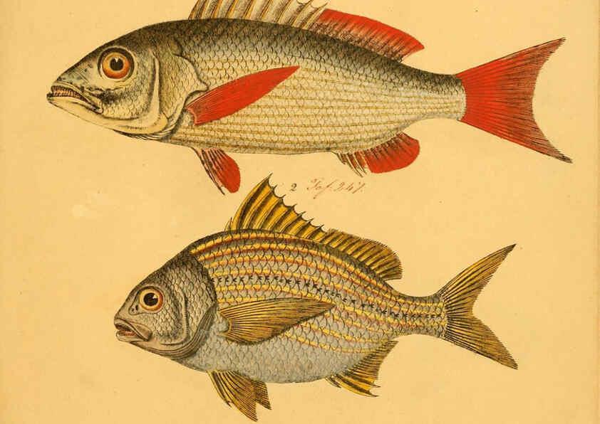 Reproducción/Reproduction 6059218658: Naturgeschichte in Bildern : mit erläuterndem Text / Von Professor Dr. Strack. Lief. 4. (Heft 33-56). Fische. Düsseldorf :Arnz & Co.,[1819-1826] 