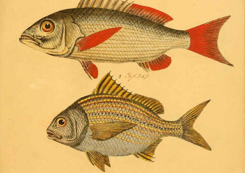 Reproducción/Reproduction 6059218658: Naturgeschichte in Bildern : mit erläuterndem Text / Von Professor Dr. Strack. Lief. 4. (Heft 33-56). Fische. Düsseldorf :Arnz & Co.,[1819-1826] 