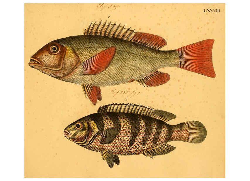 Reproducción/Reproduction 6058671705: Naturgeschichte in Bildern : mit erläuterndem Text / Von Professor Dr. Strack. Lief. 4. (Heft 33-56). Fische. Düsseldorf :Arnz & Co.,[1819-1826] 