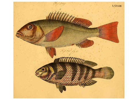 Reproducción/Reproduction 6058671705: Naturgeschichte in Bildern : mit erläuterndem Text / Von Professor Dr. Strack. Lief. 4. (Heft 33-56). Fische. Düsseldorf :Arnz & Co.,[1819-1826] 