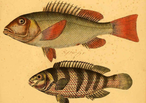 Reproducción/Reproduction 6058671705: Naturgeschichte in Bildern : mit erläuterndem Text / Von Professor Dr. Strack. Lief. 4. (Heft 33-56). Fische. Düsseldorf :Arnz & Co.,[1819-1826] 