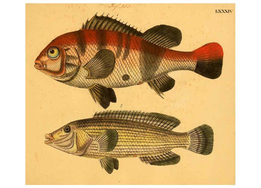 Reproducción/Reproduction 6059219292: Naturgeschichte in Bildern : mit erläuterndem Text / Von Professor Dr. Strack. Lief. 4. (Heft 33-56). Fische. Düsseldorf :Arnz & Co.,[1819-1826] 