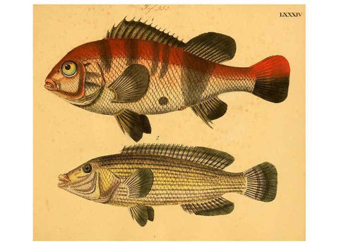 Reproducción/Reproduction 6059219292: Naturgeschichte in Bildern : mit erläuterndem Text / Von Professor Dr. Strack. Lief. 4. (Heft 33-56). Fische. Düsseldorf :Arnz & Co.,[1819-1826] 