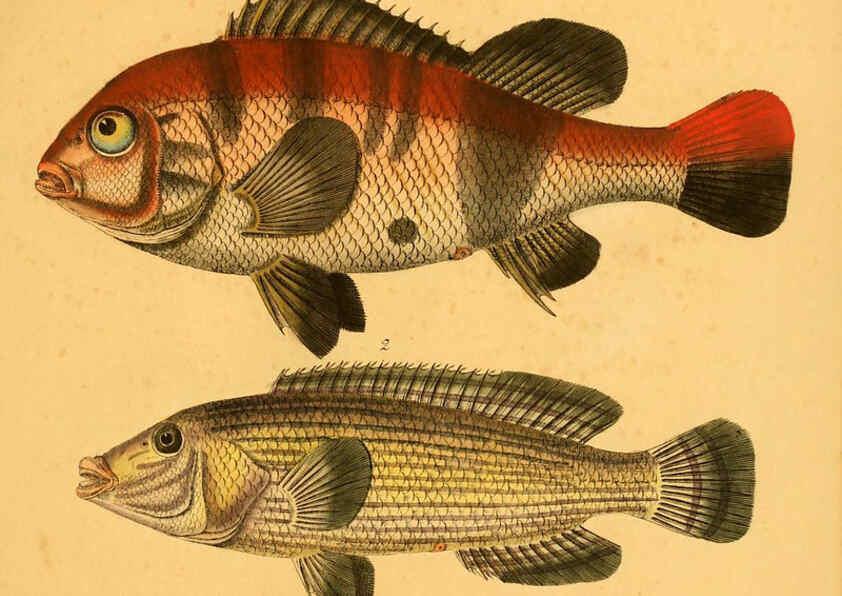 Reproducción/Reproduction 6059219292: Naturgeschichte in Bildern : mit erläuterndem Text / Von Professor Dr. Strack. Lief. 4. (Heft 33-56). Fische. Düsseldorf :Arnz & Co.,[1819-1826] 