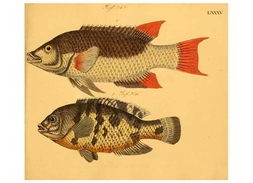Reproducción/Reproduction 6059219488: Naturgeschichte in Bildern : mit erläuterndem Text / Von Professor Dr. Strack. Lief. 4. (Heft 33-56). Fische. Düsseldorf :Arnz & Co.,[1819-1826] 
