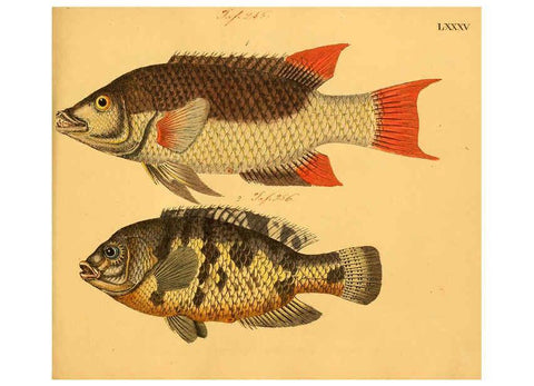 Reproducción/Reproduction 6059219488: Naturgeschichte in Bildern : mit erläuterndem Text / Von Professor Dr. Strack. Lief. 4. (Heft 33-56). Fische. Düsseldorf :Arnz & Co.,[1819-1826] 