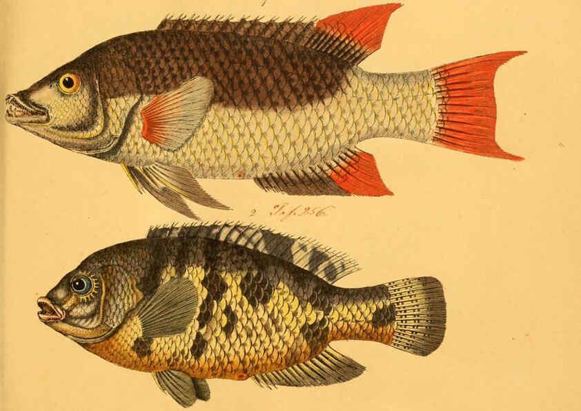 Reproducción/Reproduction 6059219488: Naturgeschichte in Bildern : mit erläuterndem Text / Von Professor Dr. Strack. Lief. 4. (Heft 33-56). Fische. Düsseldorf :Arnz & Co.,[1819-1826] 