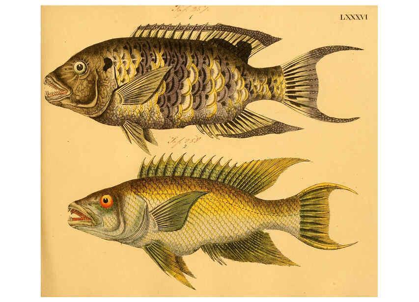 Reproducción/Reproduction 6058672379: Naturgeschichte in Bildern : mit erläuterndem Text / Von Professor Dr. Strack. Lief. 4. (Heft 33-56). Fische. Düsseldorf :Arnz & Co.,[1819-1826] 
