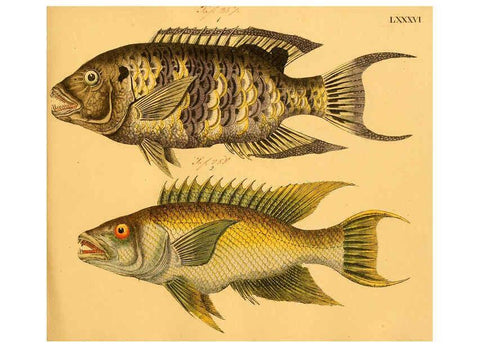 Reproducción/Reproduction 6058672379: Naturgeschichte in Bildern : mit erläuterndem Text / Von Professor Dr. Strack. Lief. 4. (Heft 33-56). Fische. Düsseldorf :Arnz & Co.,[1819-1826] 