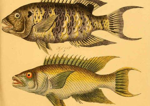 Reproducción/Reproduction 6058672379: Naturgeschichte in Bildern : mit erläuterndem Text / Von Professor Dr. Strack. Lief. 4. (Heft 33-56). Fische. Düsseldorf :Arnz & Co.,[1819-1826] 