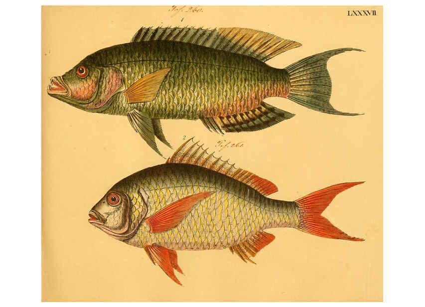 Reproducción/Reproduction 6059219968: Naturgeschichte in Bildern : mit erläuterndem Text / Von Professor Dr. Strack. Lief. 4. (Heft 33-56). Fische. Düsseldorf :Arnz & Co.,[1819-1826] 