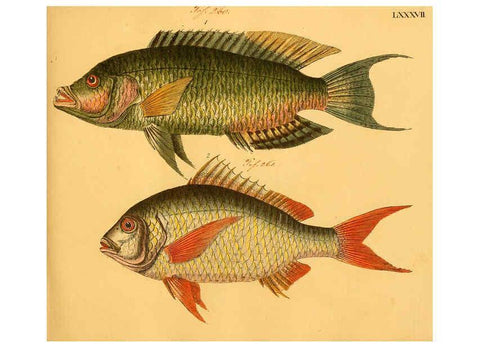 Reproducción/Reproduction 6059219968: Naturgeschichte in Bildern : mit erläuterndem Text / Von Professor Dr. Strack. Lief. 4. (Heft 33-56). Fische. Düsseldorf :Arnz & Co.,[1819-1826] 