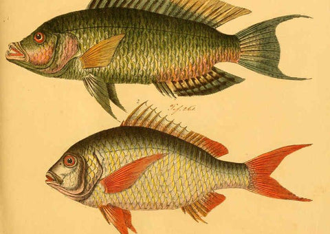 Reproducción/Reproduction 6059219968: Naturgeschichte in Bildern : mit erläuterndem Text / Von Professor Dr. Strack. Lief. 4. (Heft 33-56). Fische. Düsseldorf :Arnz & Co.,[1819-1826] 