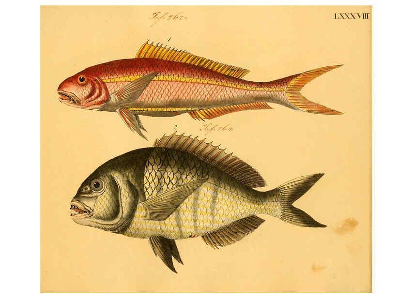 Reproducción/Reproduction 6059220228: Naturgeschichte in Bildern : mit erläuterndem Text / Von Professor Dr. Strack. Lief. 4. (Heft 33-56). Fische. Düsseldorf :Arnz & Co.,[1819-1826] 