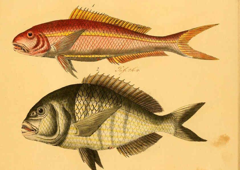 Reproducción/Reproduction 6059220228: Naturgeschichte in Bildern : mit erläuterndem Text / Von Professor Dr. Strack. Lief. 4. (Heft 33-56). Fische. Düsseldorf :Arnz & Co.,[1819-1826] 