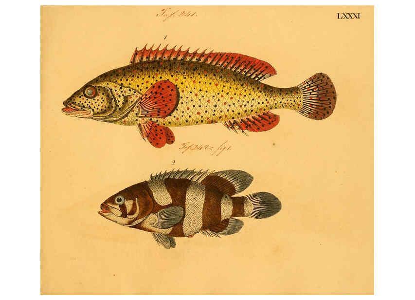 Reproducción/Reproduction 6059218390: Naturgeschichte in Bildern : mit erläuterndem Text / Von Professor Dr. Strack. Lief. 4. (Heft 33-56). Fische. Düsseldorf :Arnz & Co.,[1819-1826] 