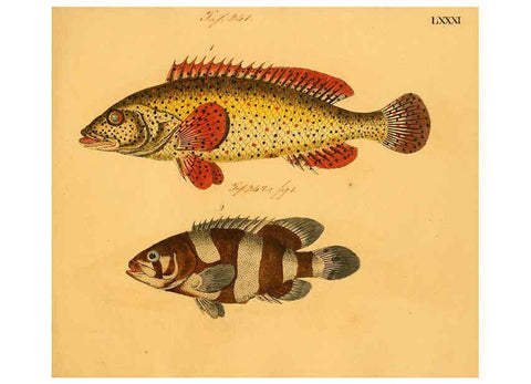 Reproducción/Reproduction 6059218390: Naturgeschichte in Bildern : mit erläuterndem Text / Von Professor Dr. Strack. Lief. 4. (Heft 33-56). Fische. Düsseldorf :Arnz & Co.,[1819-1826] 