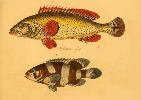 Reproducción/Reproduction 6059218390: Naturgeschichte in Bildern : mit erläuterndem Text / Von Professor Dr. Strack. Lief. 4. (Heft 33-56). Fische. Düsseldorf :Arnz & Co.,[1819-1826] 