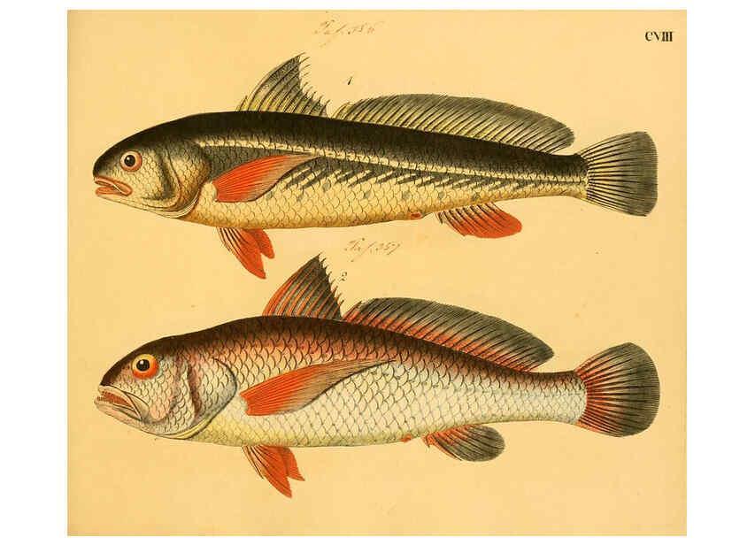 Reproducción/Reproduction 6059224490: Naturgeschichte in Bildern : mit erläuterndem Text / Von Professor Dr. Strack. Lief. 4. (Heft 33-56). Fische. Düsseldorf :Arnz & Co.,[1819-1826] 