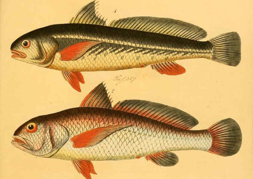 Reproducción/Reproduction 6059224490: Naturgeschichte in Bildern : mit erläuterndem Text / Von Professor Dr. Strack. Lief. 4. (Heft 33-56). Fische. Düsseldorf :Arnz & Co.,[1819-1826] 