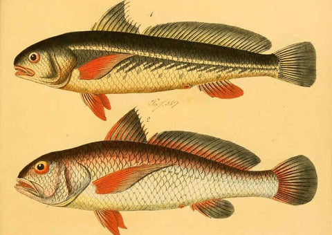 Reproducción/Reproduction 6059224490: Naturgeschichte in Bildern : mit erläuterndem Text / Von Professor Dr. Strack. Lief. 4. (Heft 33-56). Fische. Düsseldorf :Arnz & Co.,[1819-1826] 