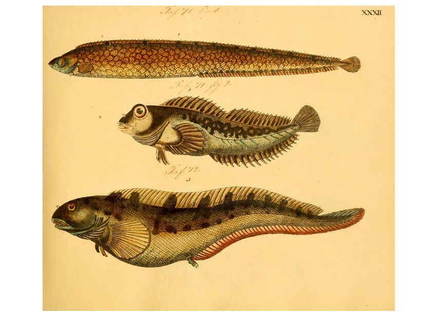 Reproducción/Reproduction 6058660921: Naturgeschichte in Bildern : mit erläuterndem Text / Von Professor Dr. Strack. Lief. 4. (Heft 33-56). Fische. Düsseldorf :Arnz & Co.,[1819-1826] 