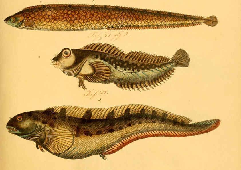 Reproducción/Reproduction 6058660921: Naturgeschichte in Bildern : mit erläuterndem Text / Von Professor Dr. Strack. Lief. 4. (Heft 33-56). Fische. Düsseldorf :Arnz & Co.,[1819-1826] 