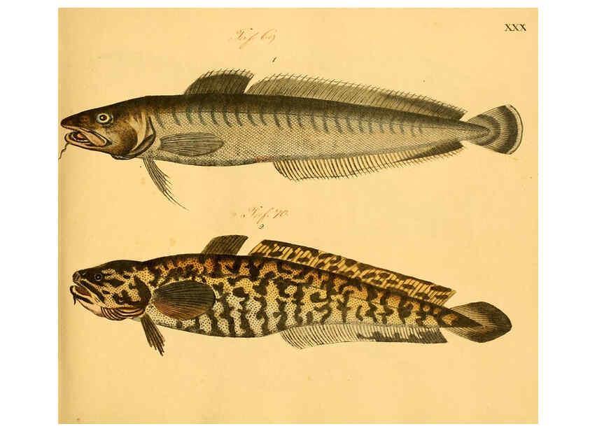 Reproducción/Reproduction 6059208464: Naturgeschichte in Bildern : mit erläuterndem Text / Von Professor Dr. Strack. Lief. 4. (Heft 33-56). Fische. Düsseldorf :Arnz & Co.,[1819-1826] 