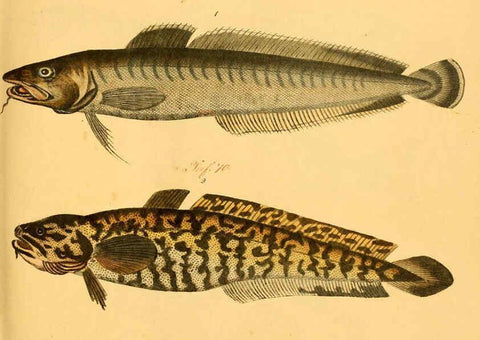 Reproducción/Reproduction 6059208464: Naturgeschichte in Bildern : mit erläuterndem Text / Von Professor Dr. Strack. Lief. 4. (Heft 33-56). Fische. Düsseldorf :Arnz & Co.,[1819-1826] 
